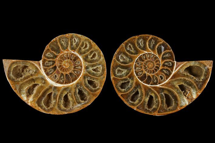 Cut & Polished, Agatized Ammonite Fossil (Pair)- Jurassic #110778